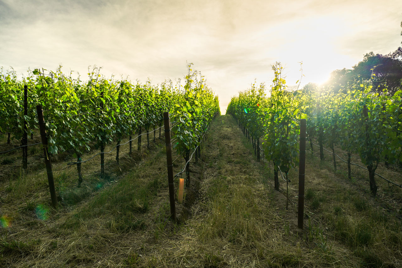 Lucky Well Vineyard glowing with life