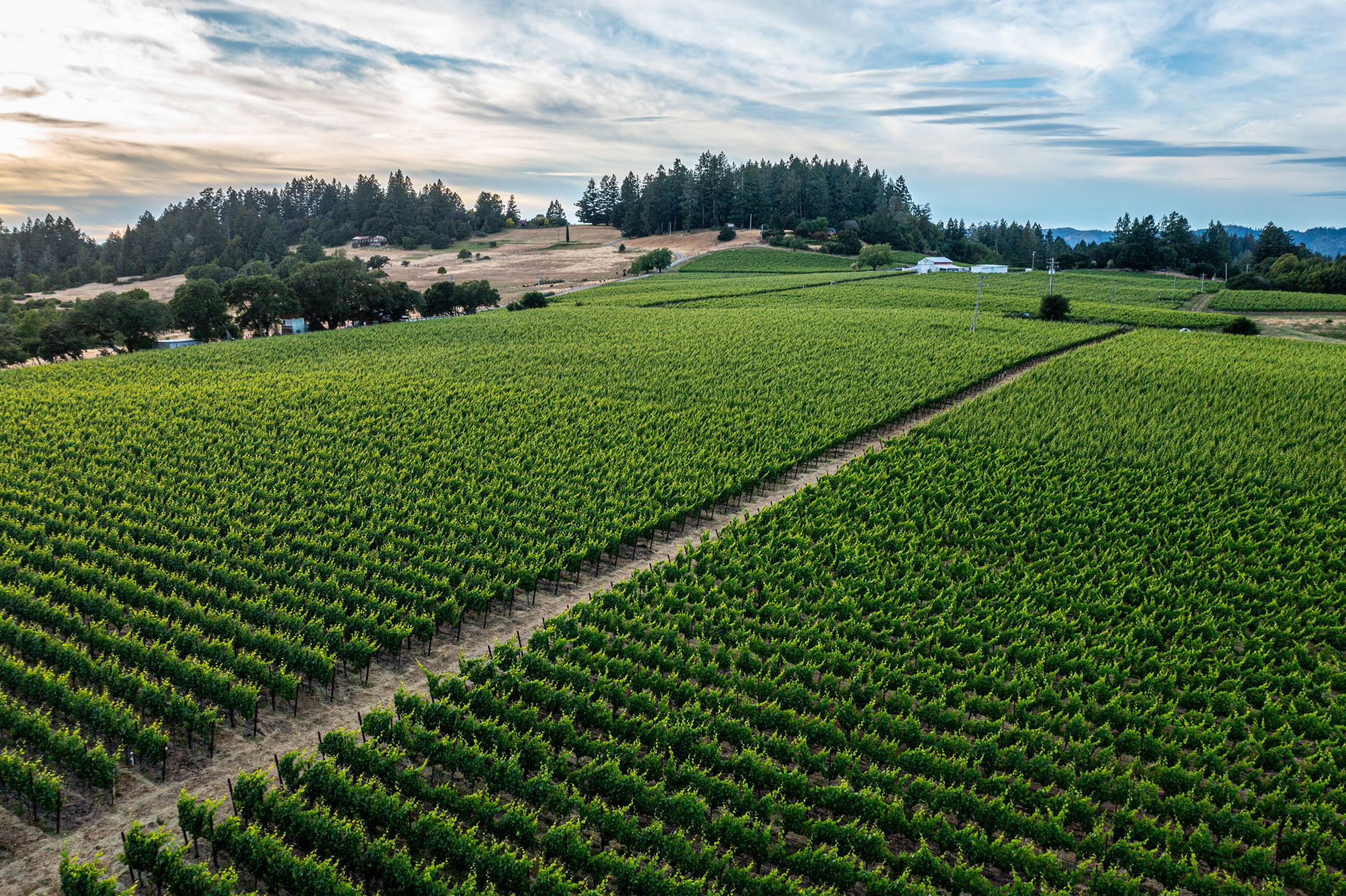 Angled rows at Lucky Well Vineyard